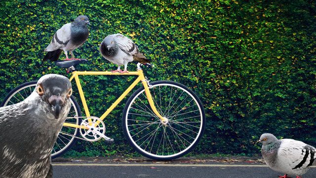 Mehrere Tauben sind mit einem Fahrrad abgebildet, eine schaut direkt in die Kamera.