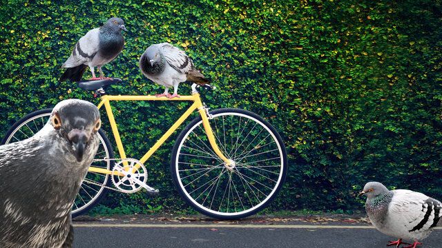 Mehrere Tauben sind mit einem Fahrrad abgebildet, eine schaut direkt in die Kamera.