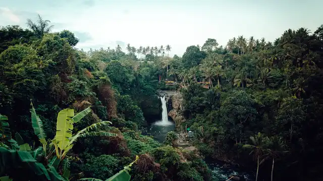 Ein Regenwald von oben fotografiert.