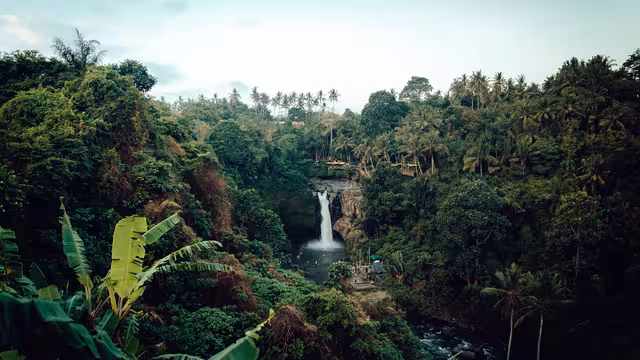 Ein Regenwald von oben fotografiert.