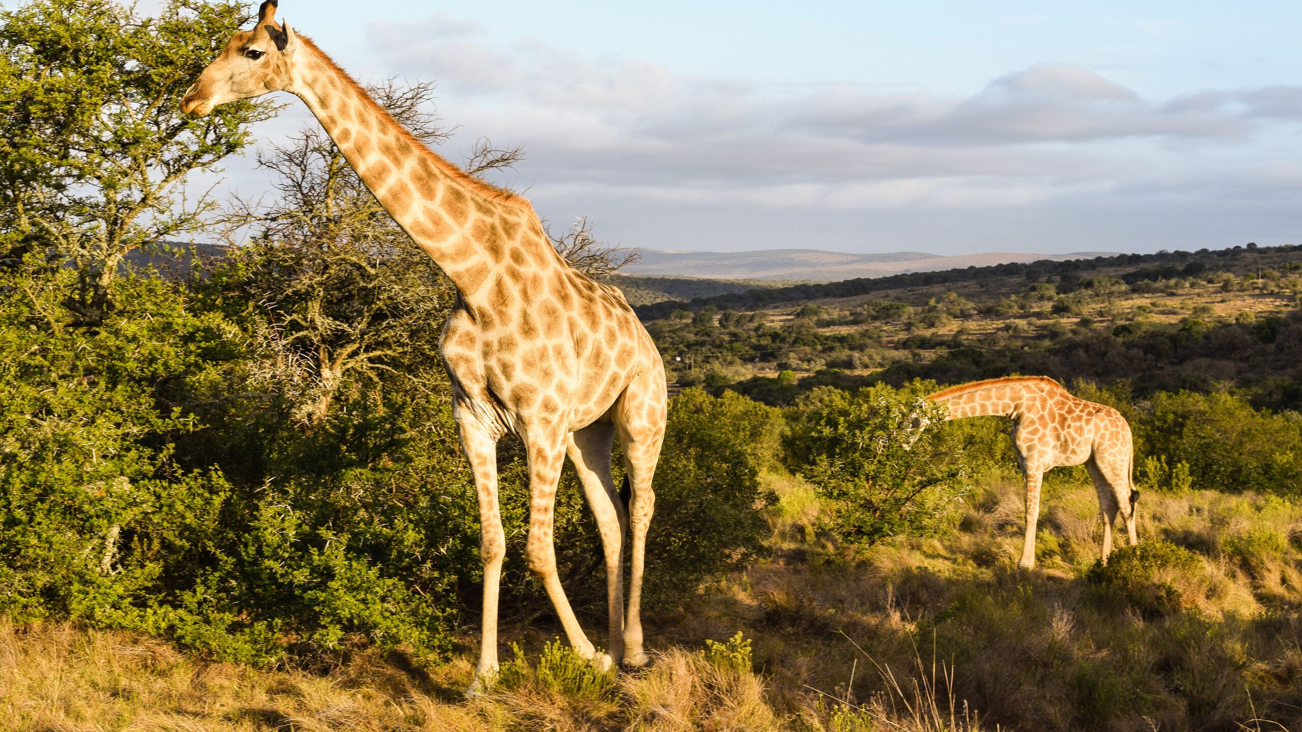Zwei Giraffen fressen in der freien Wildbahn an Bäumen.