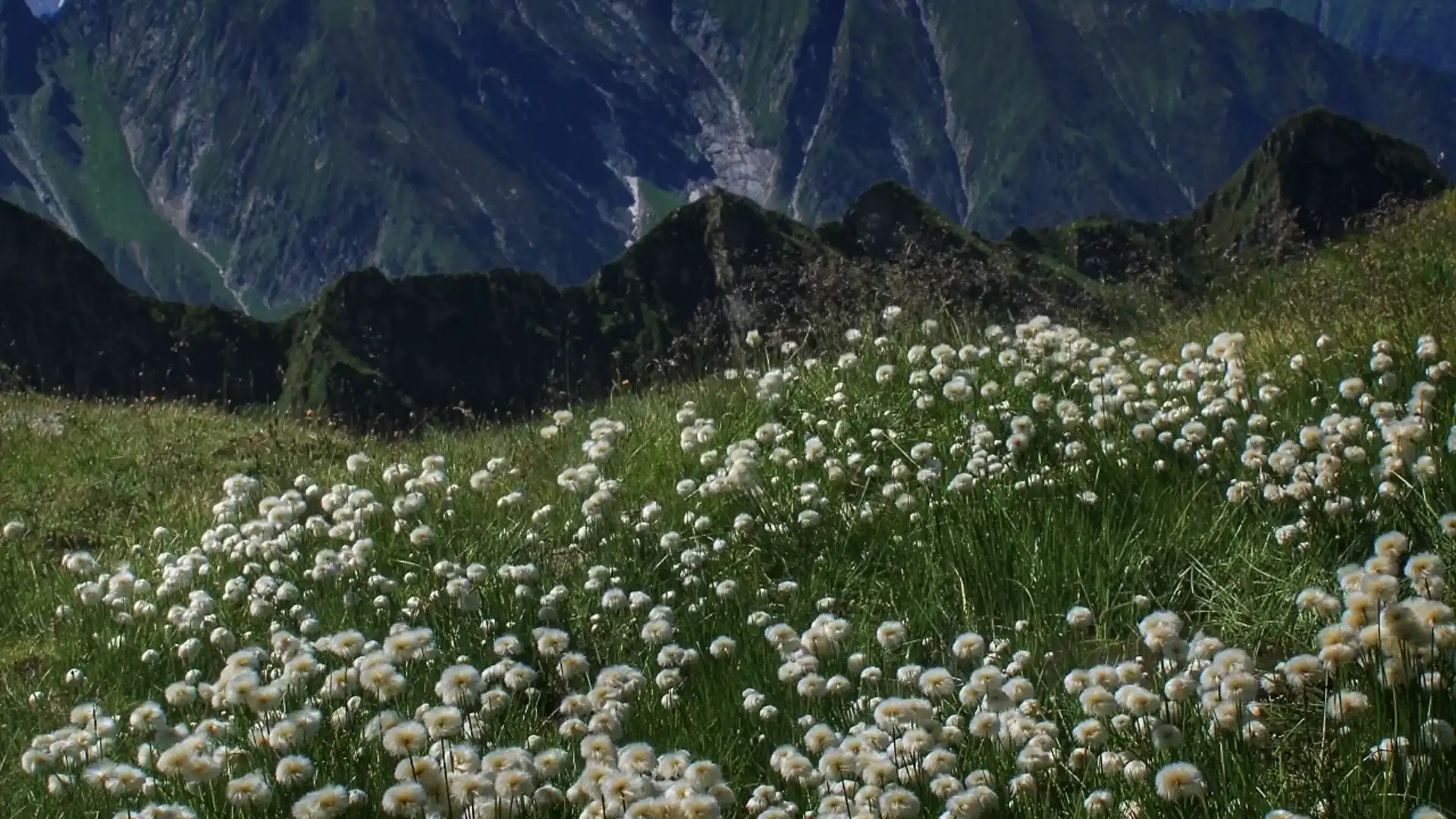 Ein blühende Bergwiese in der Sonne, im Hintergrund ist ein Gebirge zu sehen.