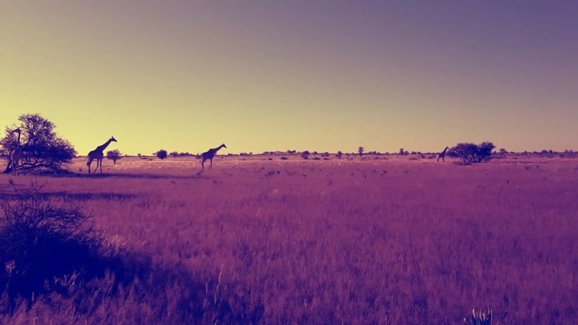 Laura Weiß Hintergrundbild