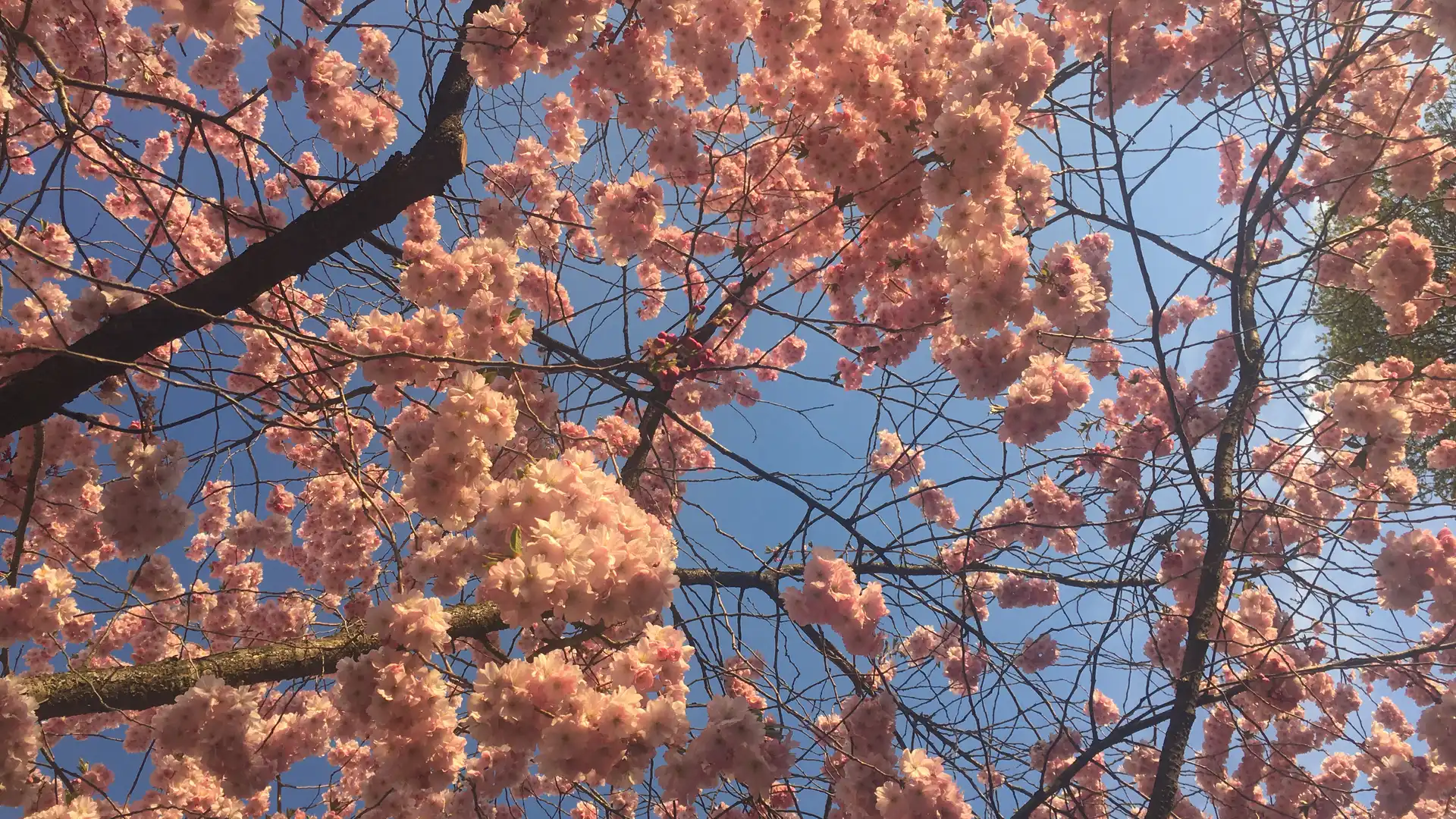 Ein Baum mit Kirschblüten, von unten, gegen den blauen Himmel betrachtet.