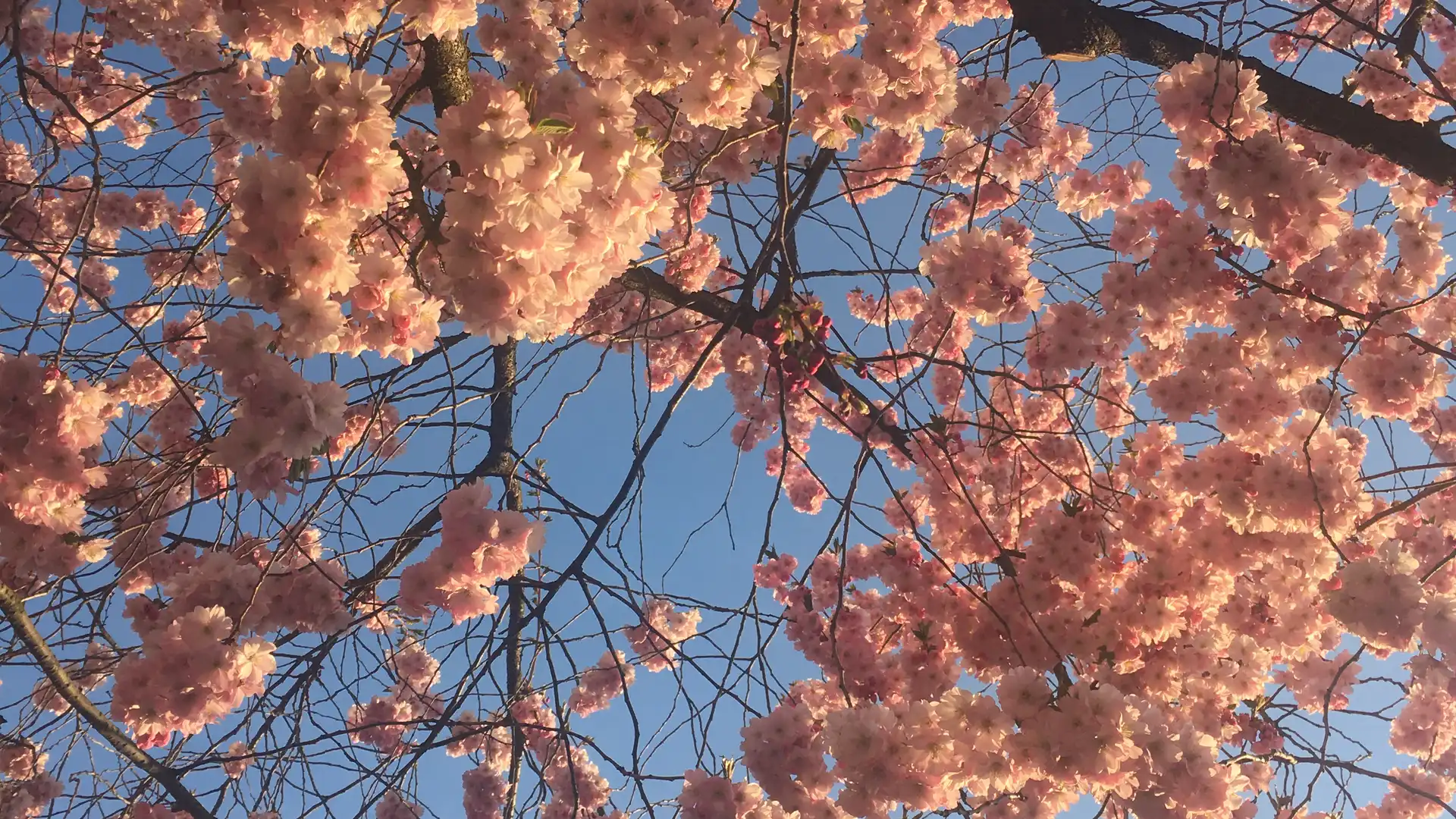 Rosafarbene Kirschblüten vor blauem Himmel