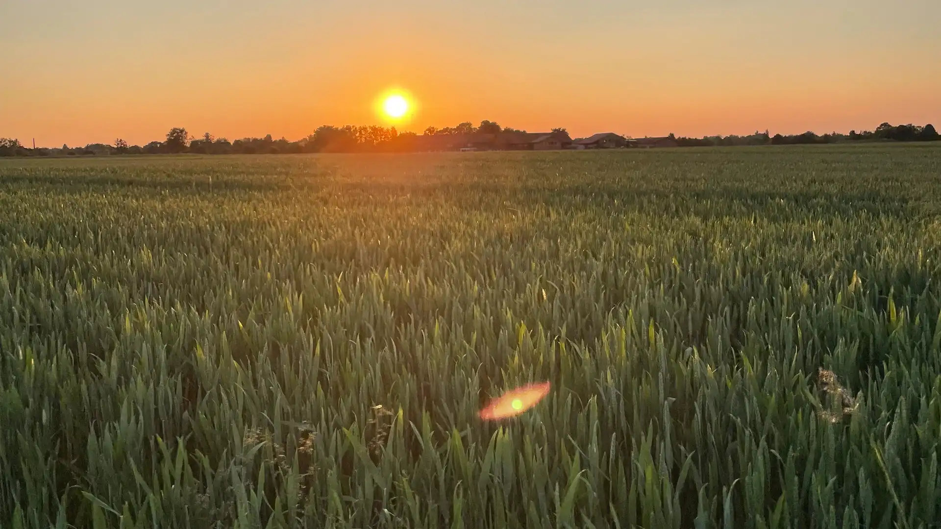 Sonnenuntergang hinter einem Kornfeld