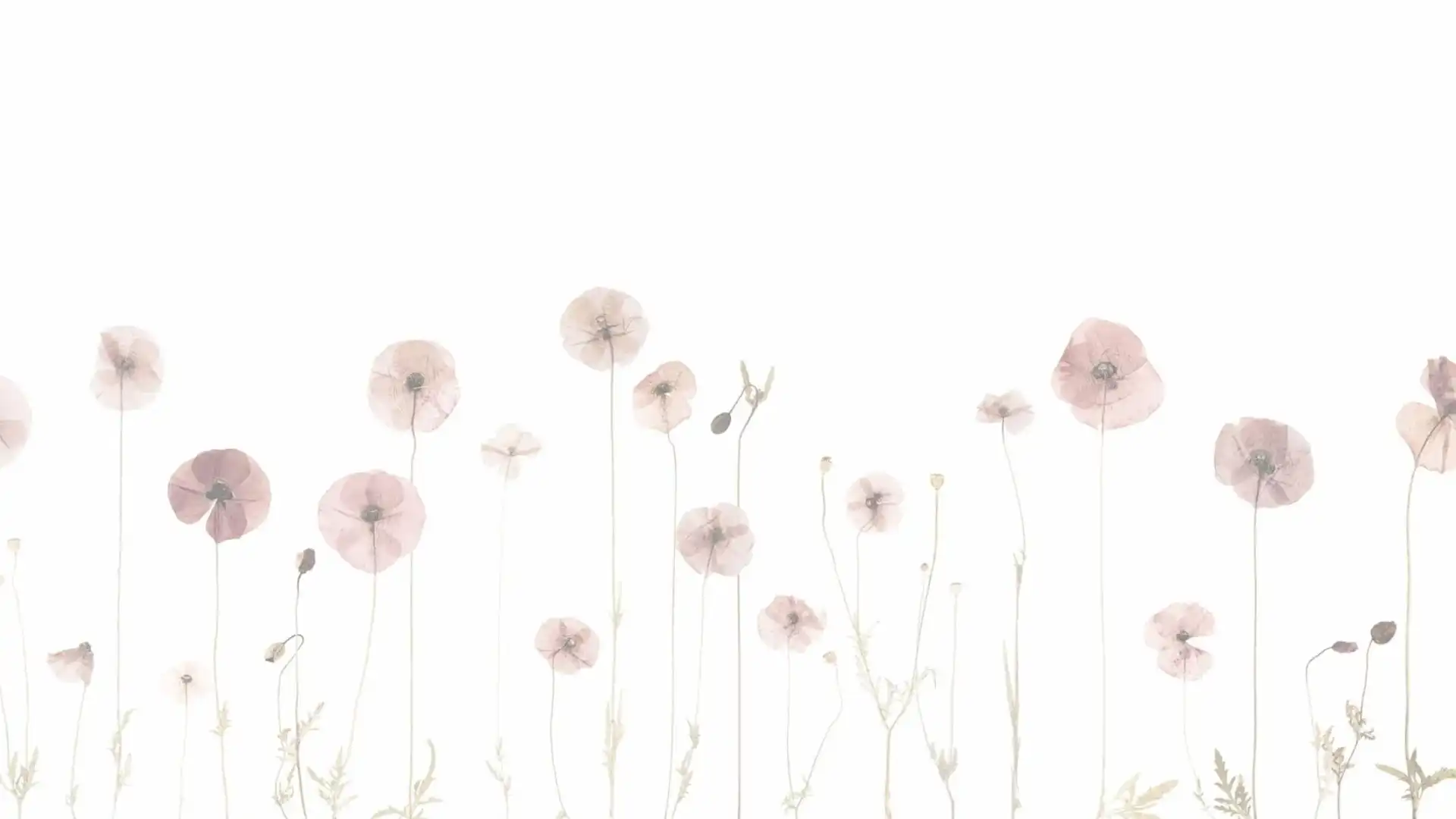 In zarten Farben gezeichnete Mohnblumen vor weißem Hintergrund.