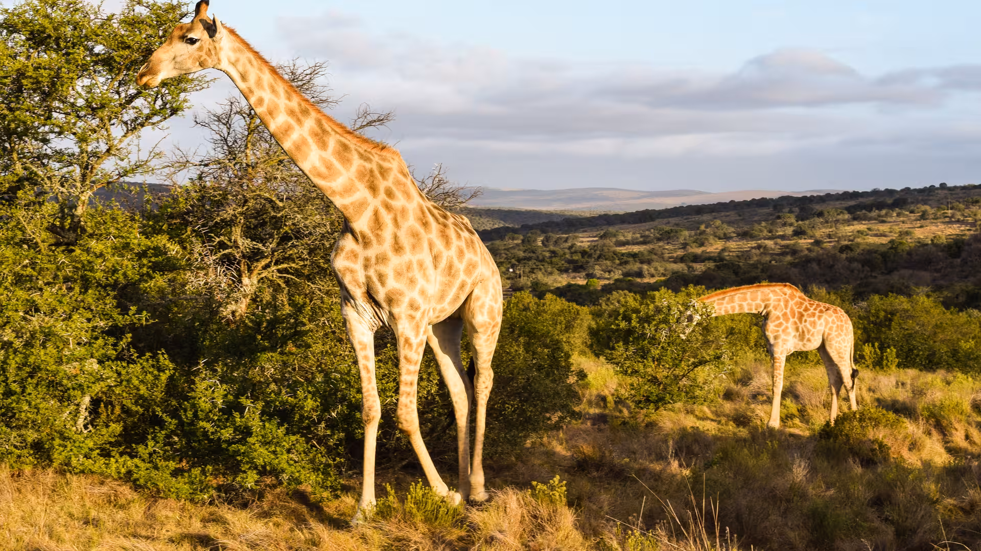 Zwei Giraffen fressen in der freien Wildbahn an Bäumen.