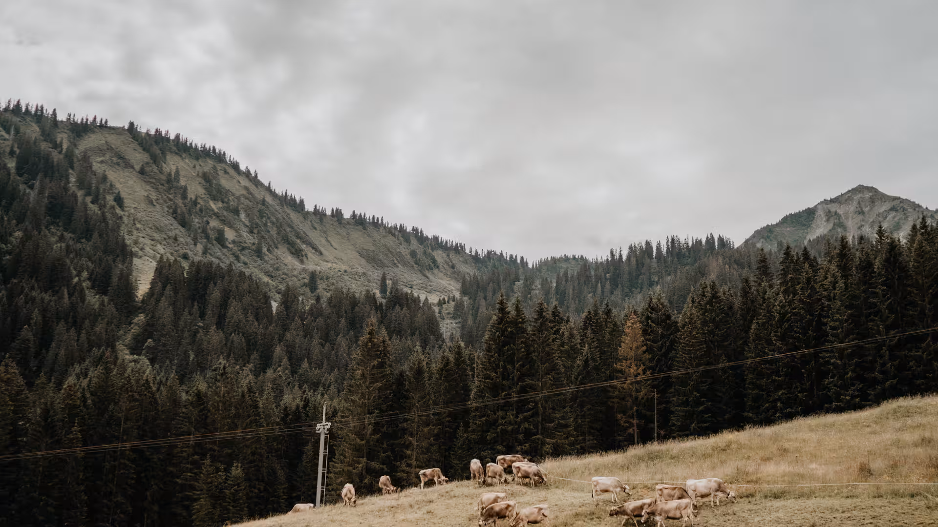 Kühe auf einer Wiese, im Hintergrund grüne Berghänge vor bewölktem Himmel.