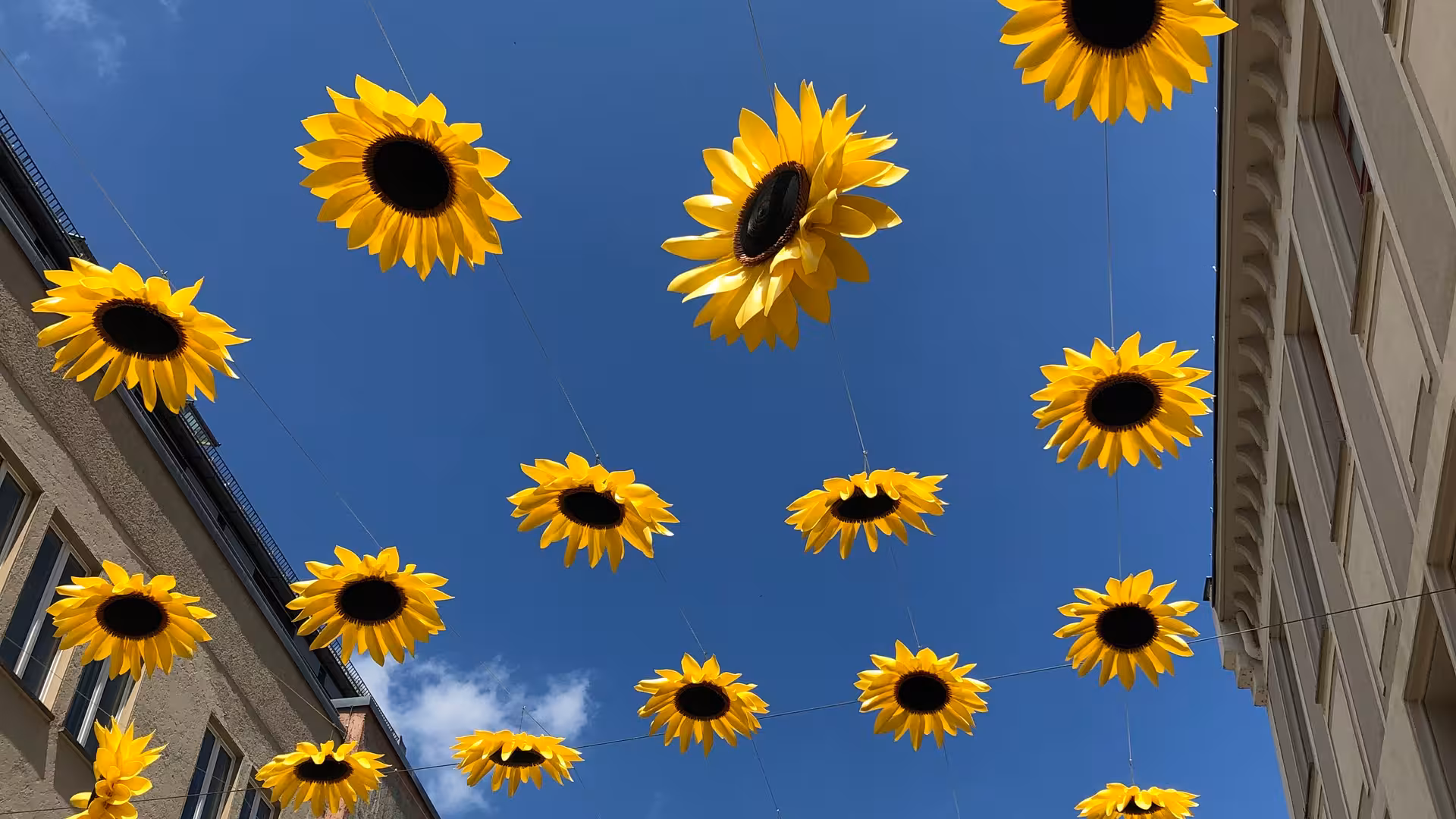 Ein blauer Himmel zwischen zwei Häuserzeilen, zwischen denen Sonnenblumen an gespannten Seilen aufgehängt sind.